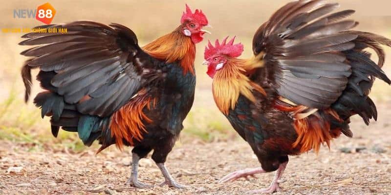 Đá Gà Campuchia - Bí Quyết Chơi Chọi Gà Bất Bại Từ Cao Thủ